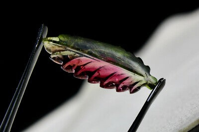 Natural Multi Tourmaline 8.30 Cts Carved Leaf Gemstone Pendant Ring Designing