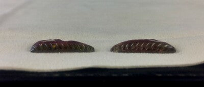 Natural Bi-color Tourmaline Leaves 11.58ct Gemstone Earrings Designing